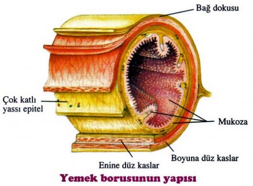 Peristaltik Hareket