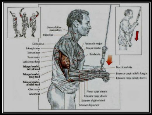 Triceps Hareketleri