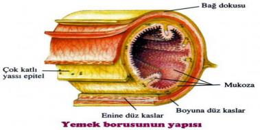 Peristaltik Hareket